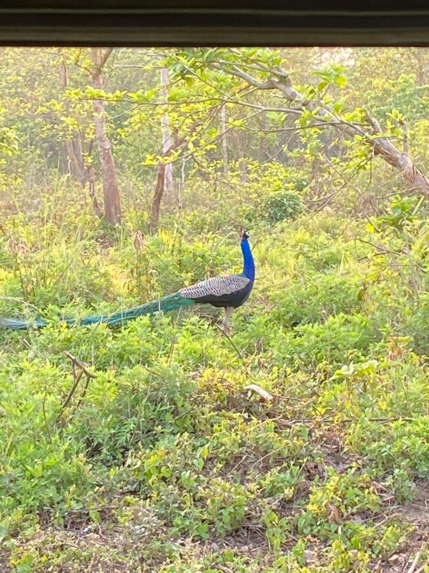 Hotel Shiva'S Dream Sauraha Bagian luar foto