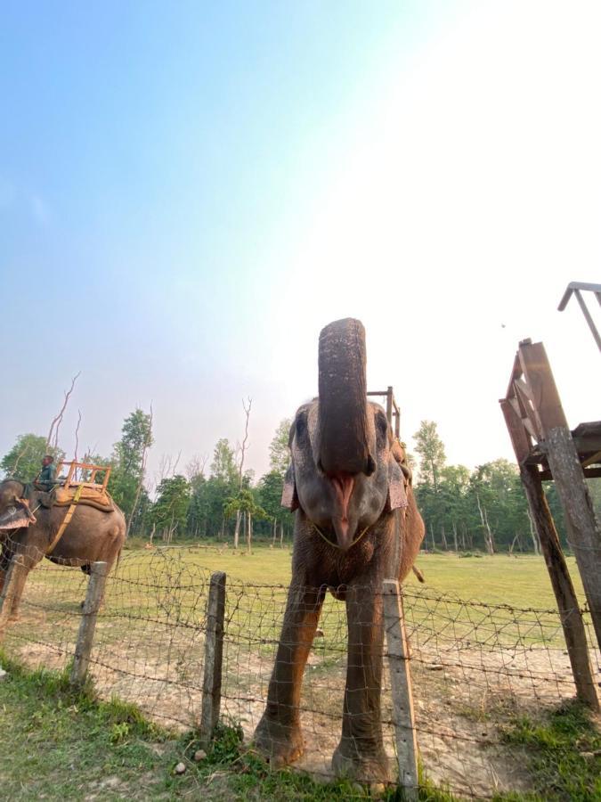 Hotel Shiva'S Dream Sauraha Bagian luar foto