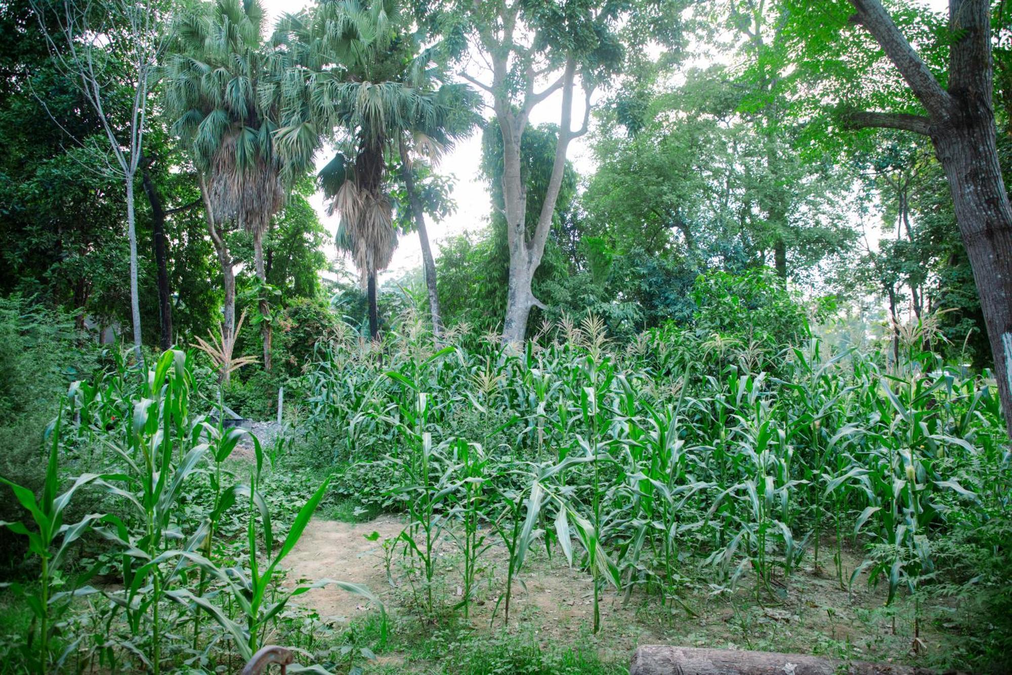 Hotel Shiva'S Dream Sauraha Bagian luar foto